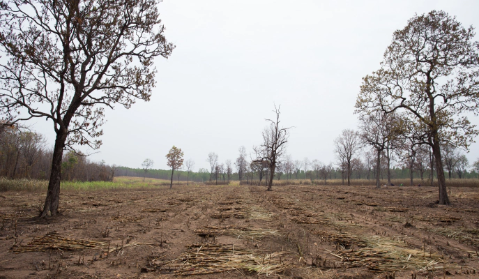Land & Lot Clearing